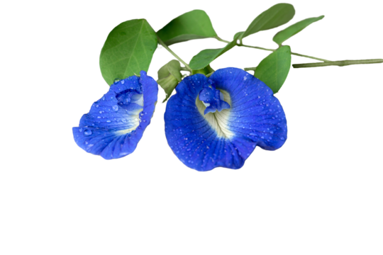 Sangu Pushpam flower