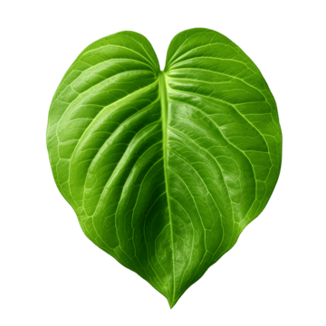 Vetrilai (betel leaf)